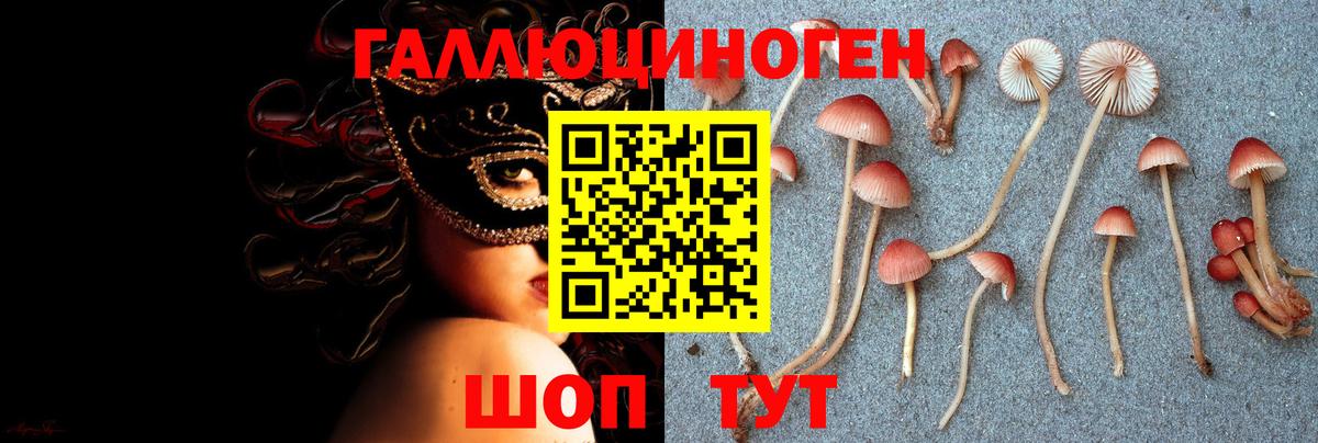 Псилоцибиновые грибы Psilocybe Ижевск